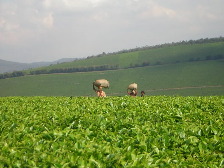 Plantations de Thé de Sahambavy